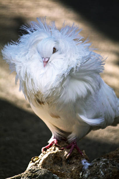 istock Beautiful Pigeon 1661185740