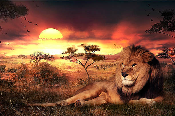 istock The king of the jungle 1661185780