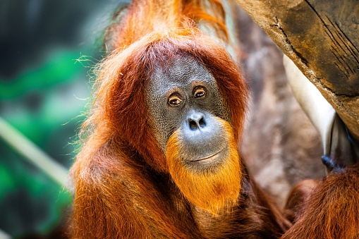Closeup of an orangutan perched atop a tree in a lush, tropical rainforest