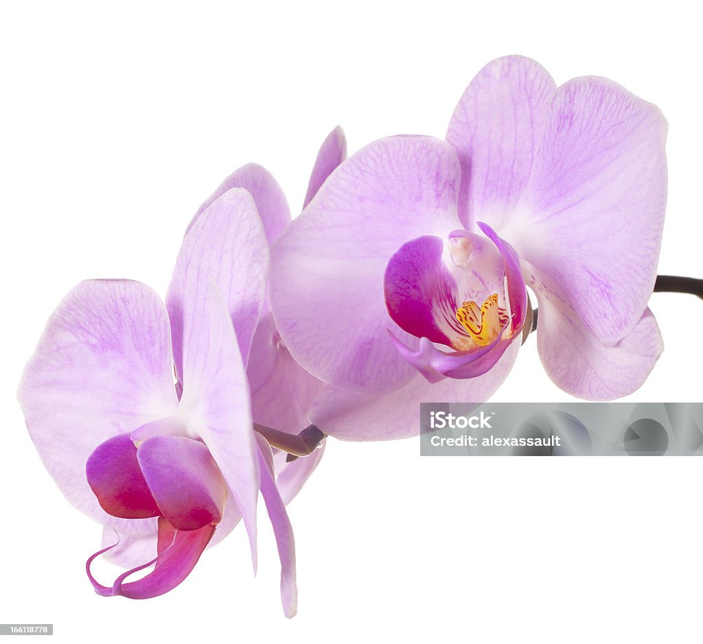 Falena di orchidee fiori viola - Foto stock royalty-free di Bellezza naturale