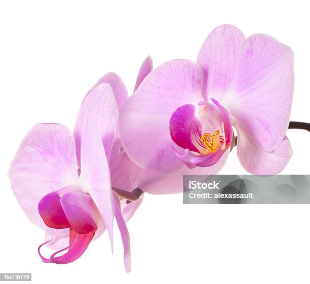 Falena Di Orchidee Fiori Viola - Fotografie stock e altre immagini di Bellezza naturale - Bellezza naturale, Bianco, Bocciolo