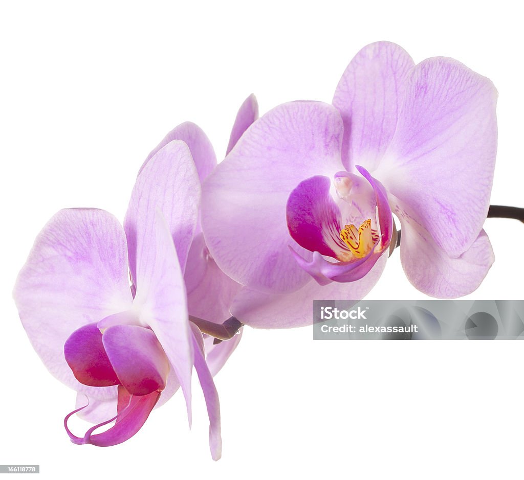 Mariposa orquídeas flores roxas - Foto de stock de Beleza natural - Natureza royalty-free