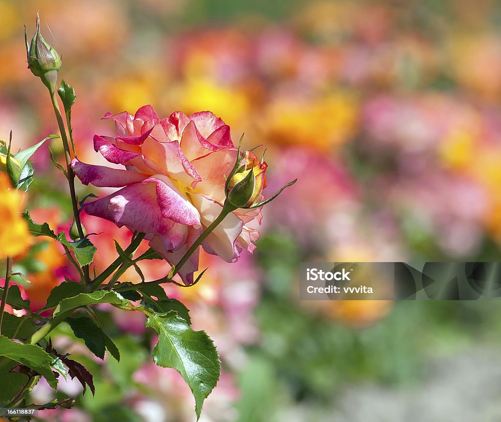 Rose-flower - Lizenzfrei Bildhintergrund Stock-Foto