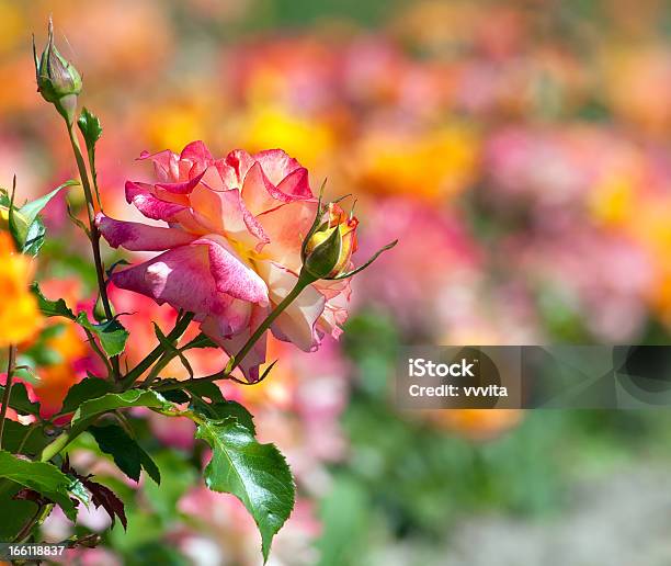 Roseflower Stockfoto und mehr Bilder von Bildhintergrund - Bildhintergrund, Blume, Farbton