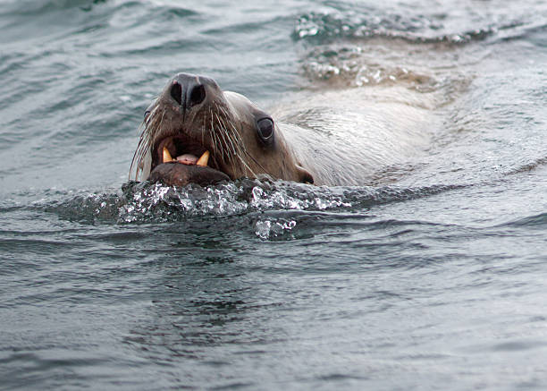 Leone marino dell'Alaska - foto stock