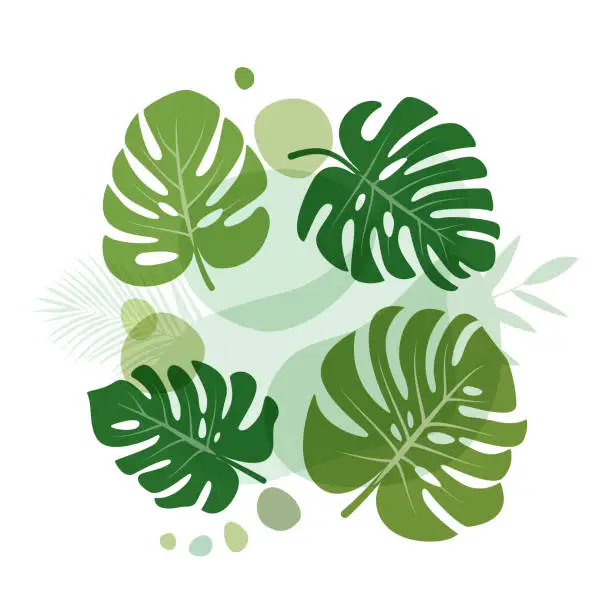 Vector illustration of Abstract simple background with monstera leaves line arts