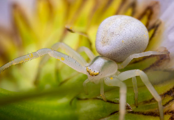 Portrait of a white spider