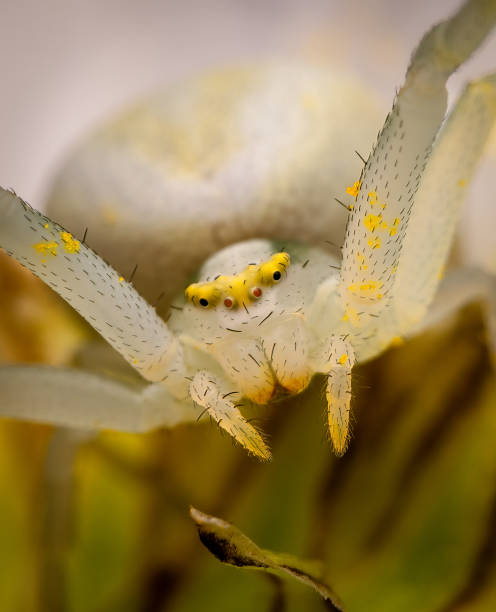 Portrait of a white spider