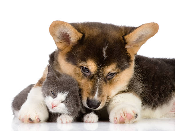 istock Pembroke Welsh Corgi puppy embraces a kitten 166119416