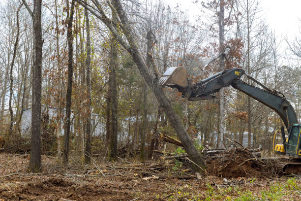 istock A worker is utilizing excavator to clear forest area for house foundation. 1661194650