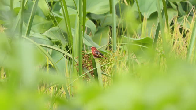 Red Avadavat bird in nature.