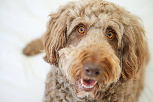 Large soft dog looking right at camera