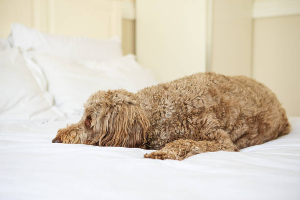 Bored Large golden labradoodle laying on white bedding