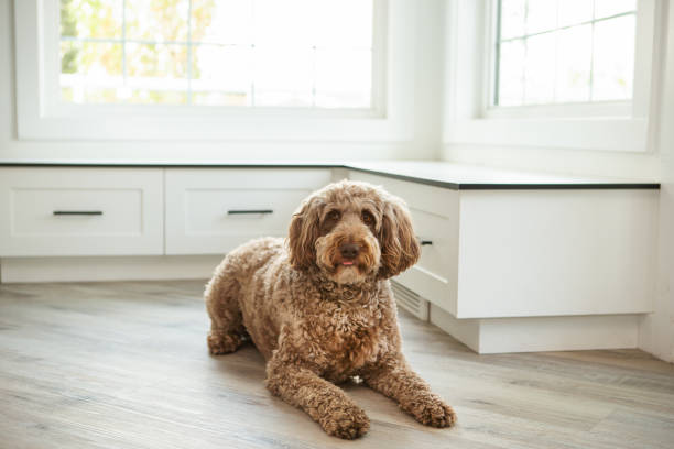 istock Dog at home portrait 1661197407