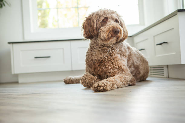 istock Dog at home portrait 1661197613