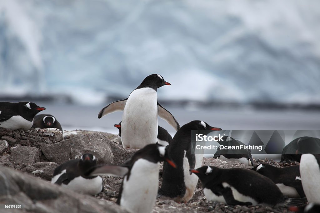 Pinguim da Antártica - Foto de stock de Andar como Pato royalty-free