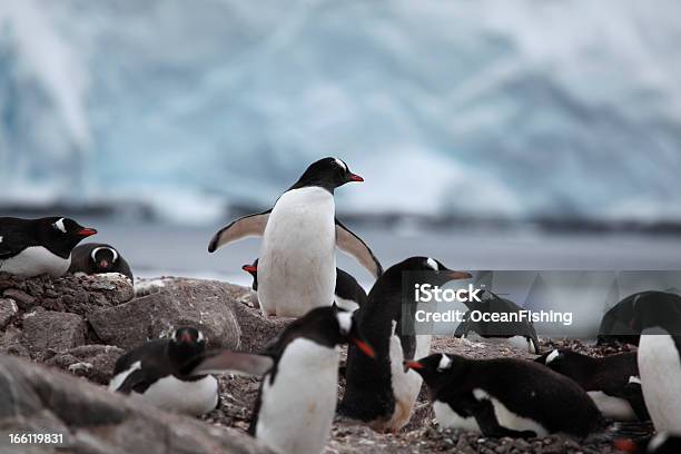 Foto de Pinguim Da Antártica e mais fotos de stock de Andar como Pato - Andar como Pato, Animal, Animal selvagem