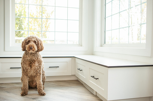 Large labradoodle sitting on hardwood floor front of window