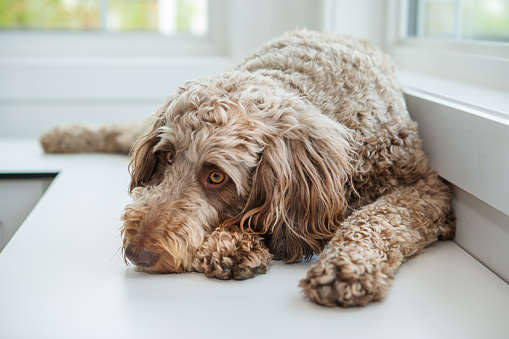 Frowning Large soft dog laying on corner bench in front of window