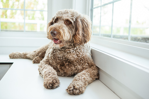 Large soft dog laying on corner bench in front of window