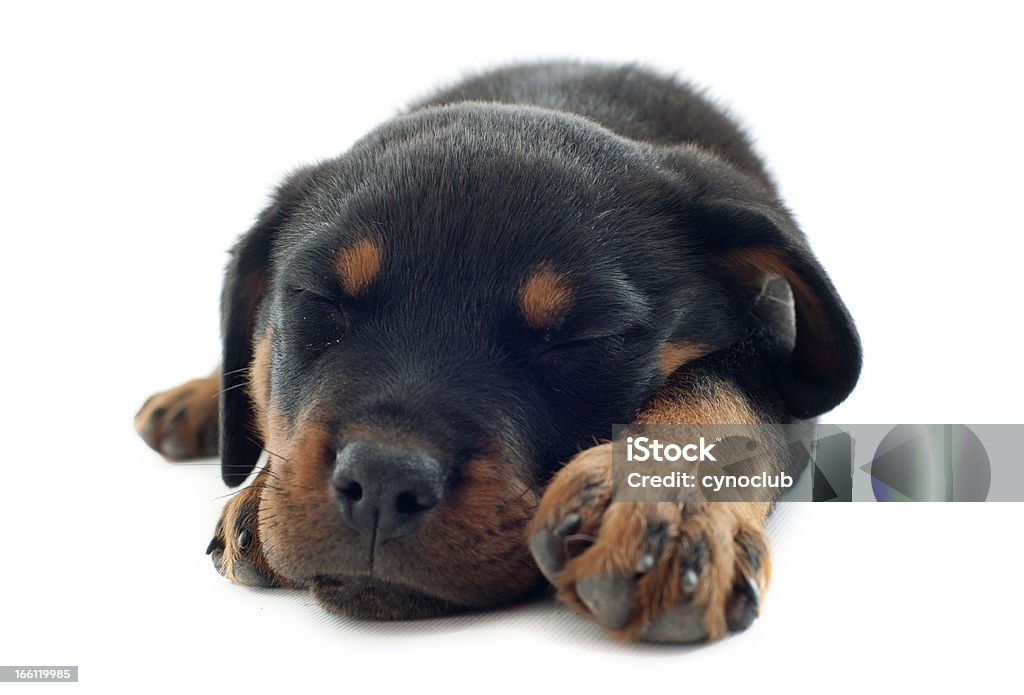 Dormire rottweiler - Foto stock royalty-free di Ambientazione interna