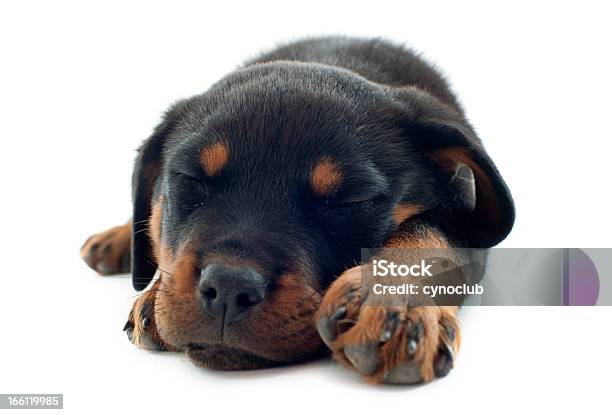 Dormire Rottweiler - Fotografie stock e altre immagini di Ambientazione interna - Ambientazione interna, Animale, Animale da compagnia
