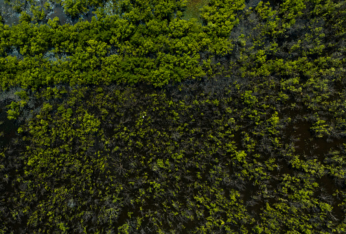 Abstract aerial image of alluvial coastal mangroves in Kien Giang province, Mekong Delta