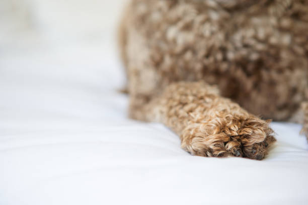 istock Dog paw on white bedding 1661200967