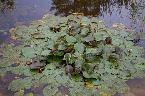 Water lily pond. Fresh green leaves and white flowers. (nymphaea alba)