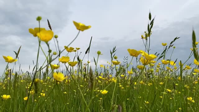 Slow motion buttercups wild grass waving in idyllic summer meadow