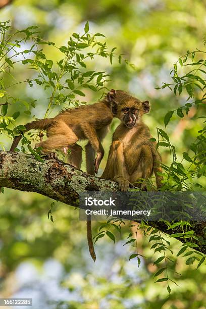 Macacos A Brincar Na Árvores África - Fotografias de stock e mais imagens de Angola - Angola, Animal, Animal de Safari