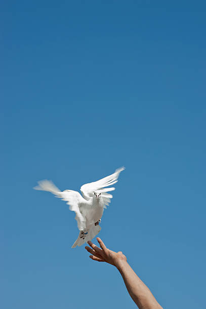 white pigeon and freedom