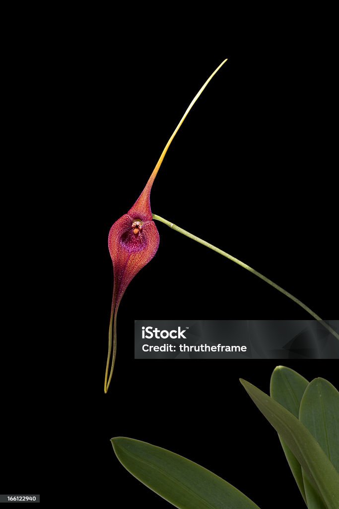 Masdevallia ayabacana Masdevallia ayabacana is an orchid species commonly found in cool montane rainforest of Peru.   The single flower of about 3cm blooms in the spring and fall. Black Background Stock Photo