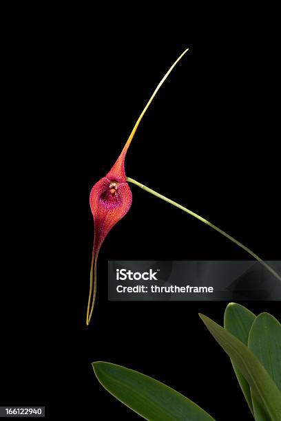 Masdevallia Ayabacana Stock Photo - Download Image Now - Black Background, Botany, Color Image