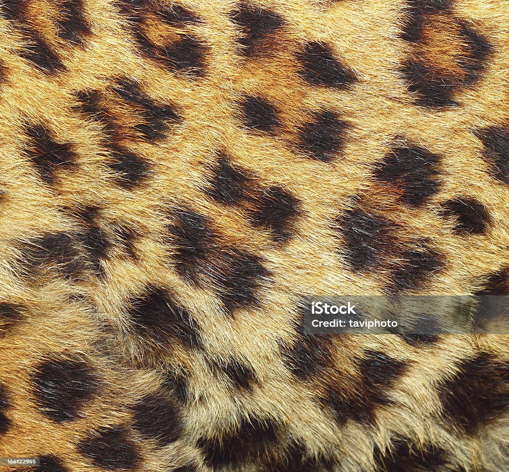 Textura de la piel de leopardo - Foto de stock de Anticuado libre de derechos