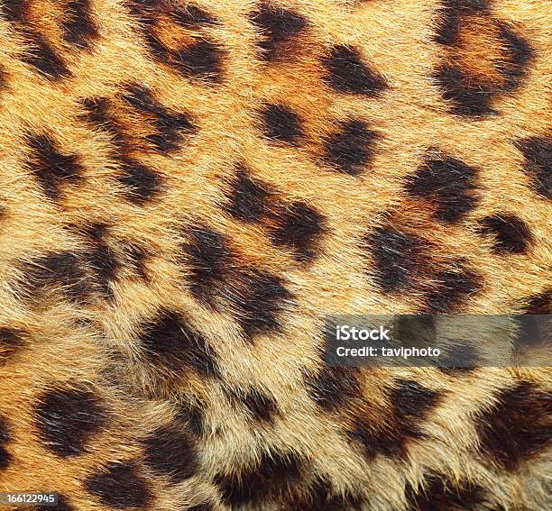 Textura De La Piel De Leopardo Foto de stock y más banco de imágenes de Anticuado - Anticuado, Leopardo, Amarillo - Color