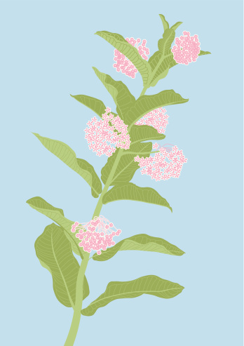 Illustration of a milkweed plant in flower