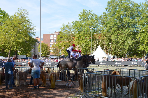 Leuven, Vlaams-Brabant, Belgium - September 4, 2023: once in a year food and non-food market. Rowed ponies behind security bars. Group of horseriders standing on horsebacks doing stunts