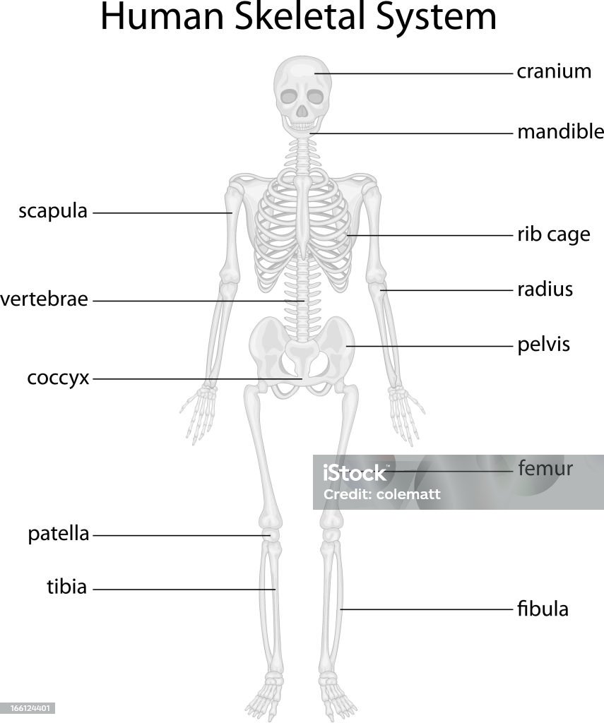 일러스트레이션 인체 골격 시스템 및 레이블 - 로열티 프리 엑스레이 이미지 벡터 아트