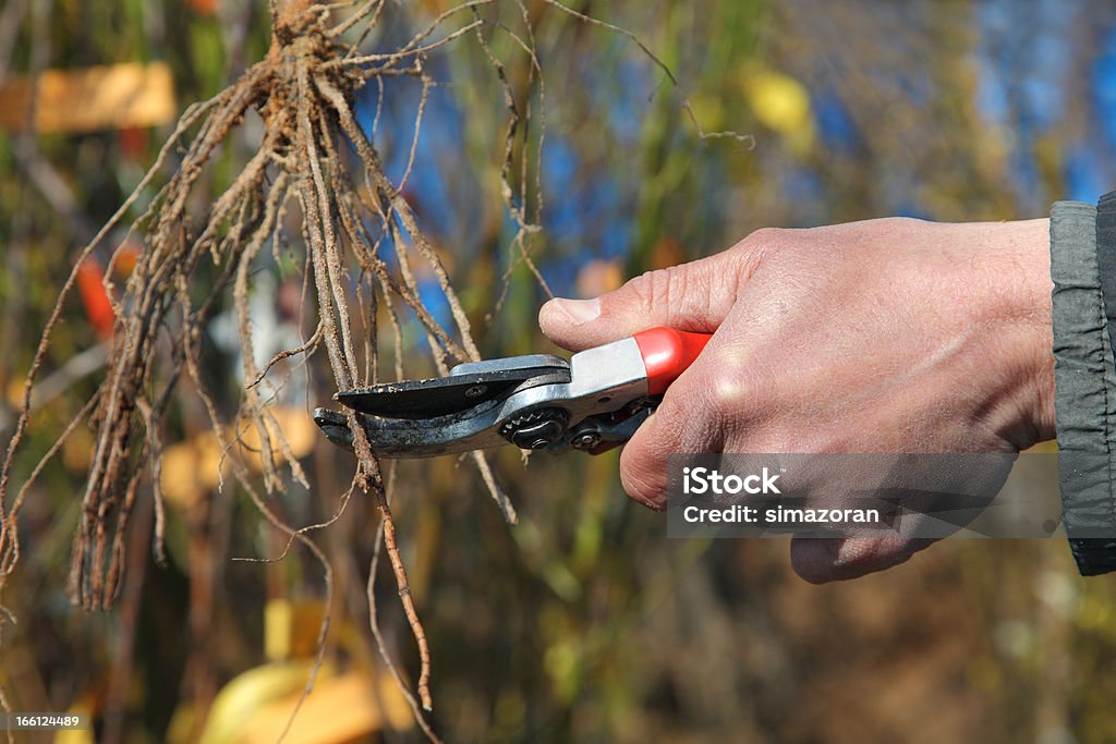 Pruning Cutting root of grape plant before planting, pruning Adult Stock Photo