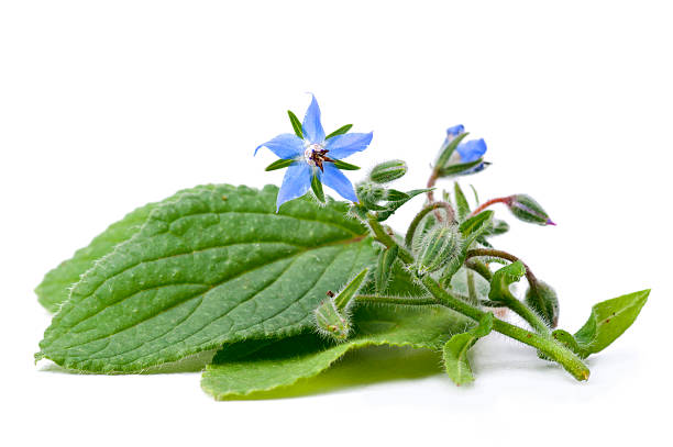Borage flowers and leaves on a white background