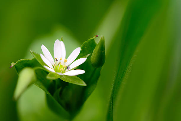 istock Macro shot of white flower 166124915