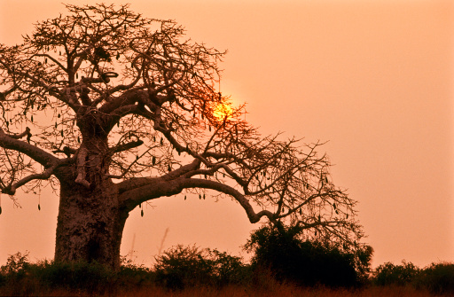 Angola, Bengo Province, Kissama National Park, sunset with baobab tree. Quiçama National Park, also known as Kissama National Park, is a national park in northwestern Angola.