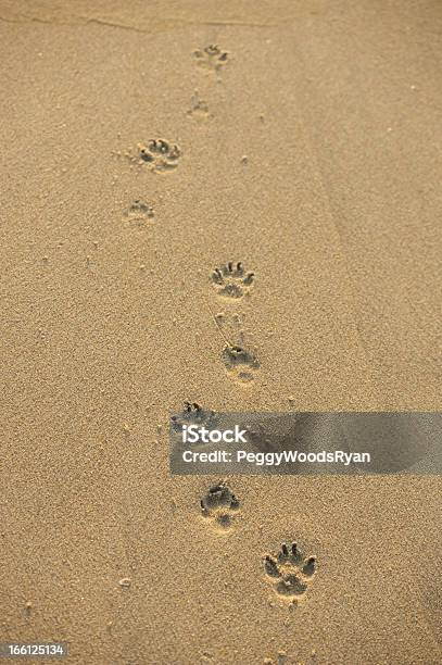 Photo libre de droit de Patte De Chien Imprimés banque d'images et plus d'images libres de droit de Chien - Chien, Empreinte de pattes animales, Nature