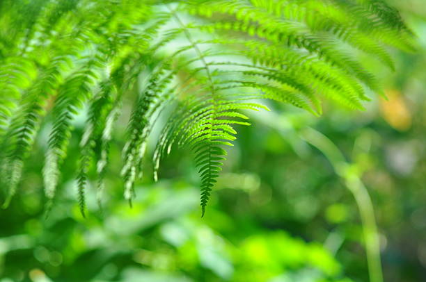 istock Beauty - fern in sunny forest 166125221