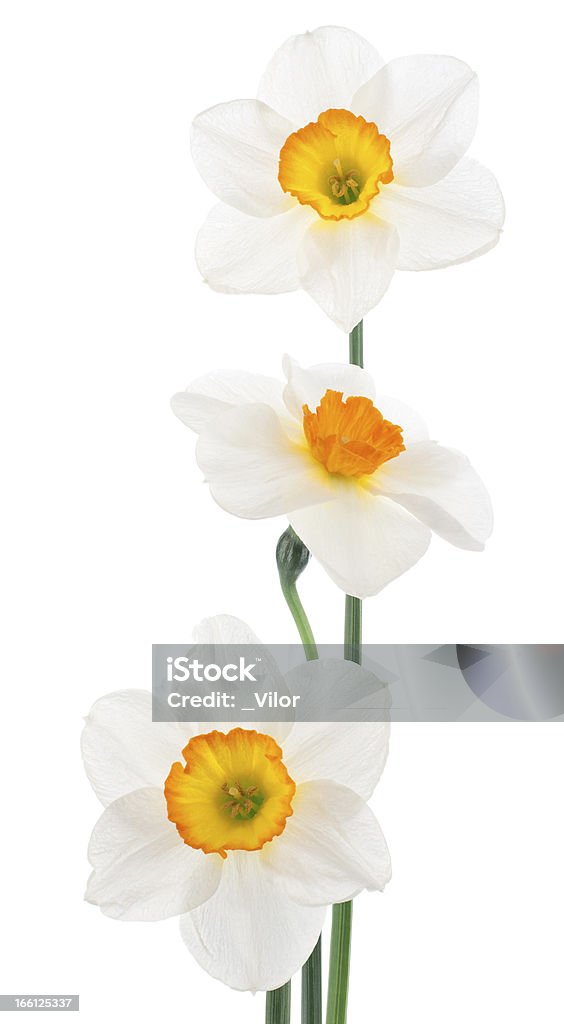 Narciso - Foto de stock de Amarelo royalty-free