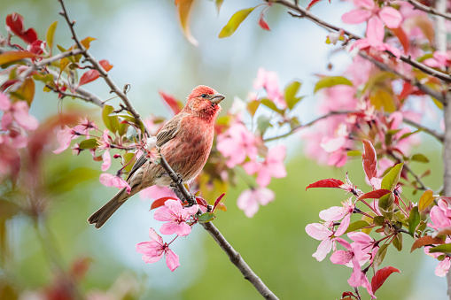 A House Finch perched in the blooming Crabapple Tree surrounded by dreamy pink blossoms on a Spring day.