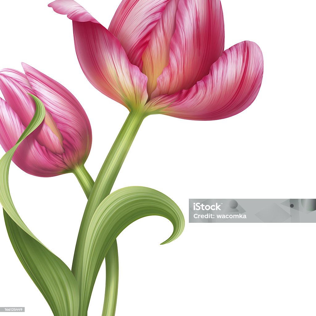 Para z Tulipan różowy kwiaty tło wzór - Zbiór ilustracji royalty-free (Bez ludzi)