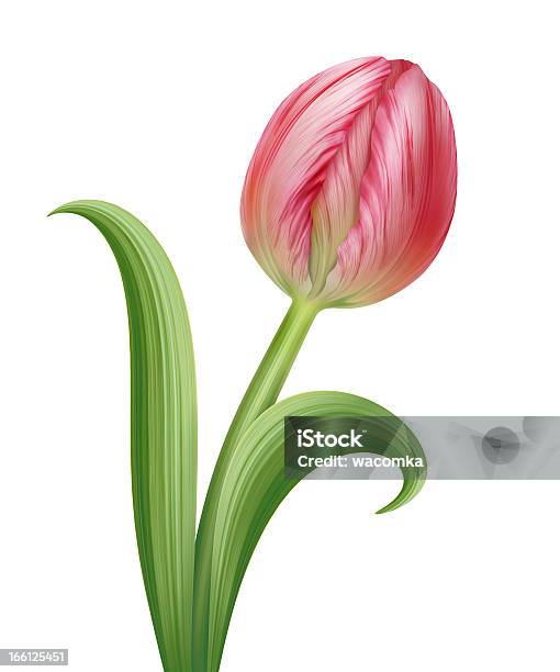 Tulipa Rosa Com Verde Folhas Isolado No Branco Backgtround - Arte vetorial de stock e mais imagens de Beleza