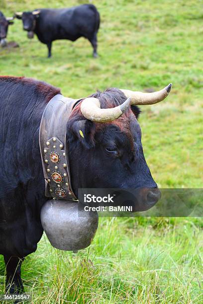 Vaca Suíça - Fotografias de stock e mais imagens de Agricultura - Agricultura, Alpes Europeus, Alpes suíços